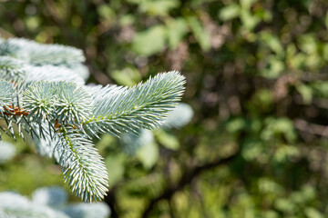 Branch of blue fir tree with orange young cones is on a green background for Christmas decoration