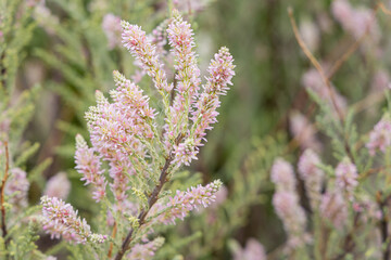 A bunch of pink blooming tamarix gracilis plant is on a blurred green background in summer