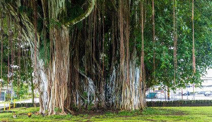 Brown roots and trunk of a giant banyan tree in Kalakaua park of Hilo, Hawaii