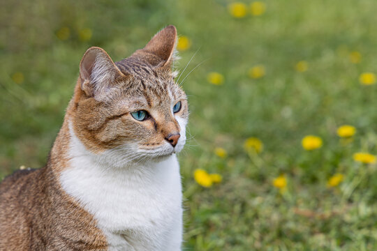 A beautiful adult fat tabby cat with blue eyes and a white spot on their chest sits in the garden in summer