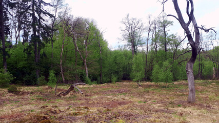 Das Moor Ortelsbruch bei Morbach im Hunsrück am Wanderweg Saar-Hunsrück-Steig und der...