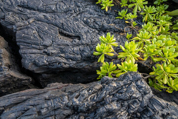 Lava background on Paradise Cliffs, Hilo, Big Island, Hawaii. The smooth, undulating surface of frozen pahoehoe lava