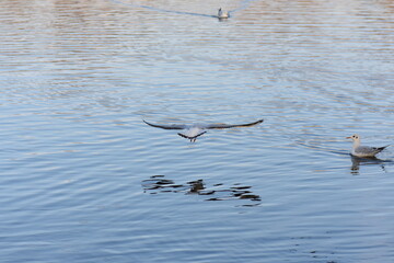 birds in the water