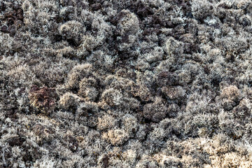 Natural background of gray lichens on Kaulana Manu Nature Trail, Big Island, Hawaii