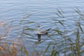 seagull on lake with reeds