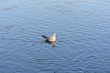 ducks in the lake