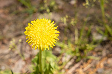 A yellow dandelion head is on a beautiful blurred orange background