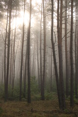 Sunrise in a misty forest.