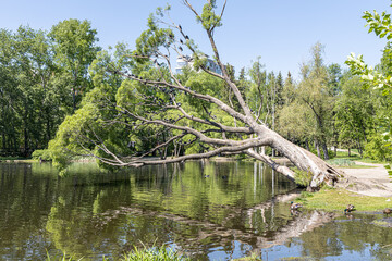 Group of brown willow trees with green fresh leaves and birds are by a pond on a blurred background in a park in spring