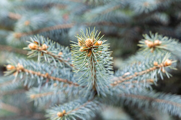 Branch of blue fir tree with orange young cones is on a green background for Christmas decoration