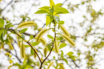 Willow branches with green fresh leaves and buds is on a blurred background in a park in spring