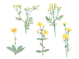 watercolor medicinal plants, yellow, orange flowers with green leaves