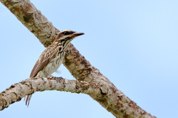 Streaked Flycatcher (Myiodynastes maculatus) perched on a branch above the blue sky.