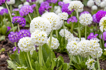 White and violet round Primrose flowers with beautiful green leaves bloom in spring in the garden