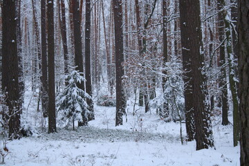 Snow-covered trees in the forest.