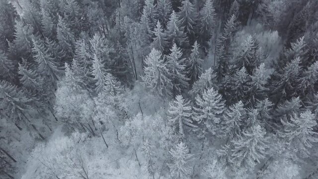 Top view on frozen pine forest from drone. Winter holidyas time