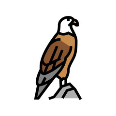 eagle bird in zoo color icon vector. eagle bird in zoo sign. isolated symbol illustration