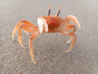 Crab