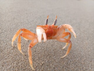 Crab