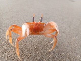 Fototapeta na wymiar Crab