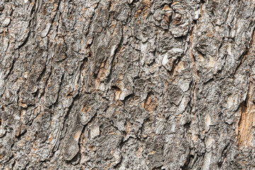 Texture of brown bark of old tree with knots and cracks is in the photo