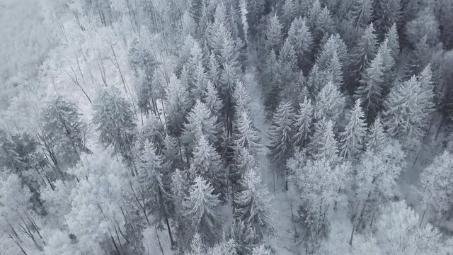 Aerial view of snow covered pine forest