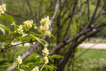 Branch of white lilac with green leaves and buds blooms on a green blurred background in summer