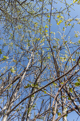 Bird cherry branches with green fresh leaves and buds are on a blurred blue sky background in a park in spring. Vertical
