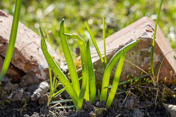 Obraz premium Green onion grows on a blurred background in a garden in summer