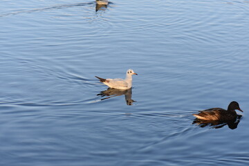 seagull on the lake