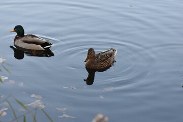duck on the water