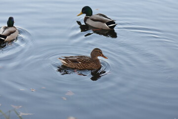 ducks in the water
