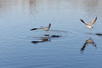 birds in flight