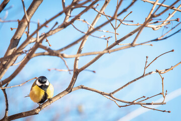 Naklejka premium Bird titmouse on a branch in the forest.