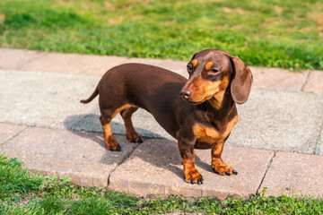 Miniature dachshund puppy standing outside on a path in summer. - 477357251