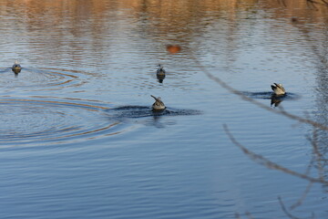 ducks on the water