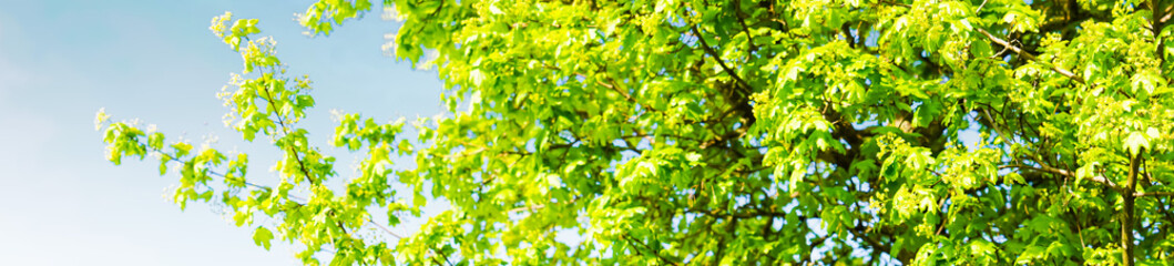 Scena panoramica con i rami di un albero verde in primavera. In natura. Fuori. Maggio. Vacanza....