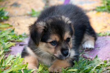 The face of a small, mixed breed, black and tan puppy lying outdoors.