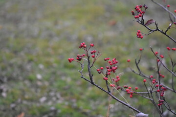 red berries in the garden