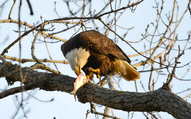 bald eagle on a branch