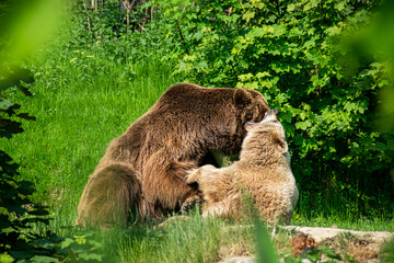 Die beiden Braunbären Max und Jule aus dem Tierpark Olderdissen in Bielefeld tauschen...