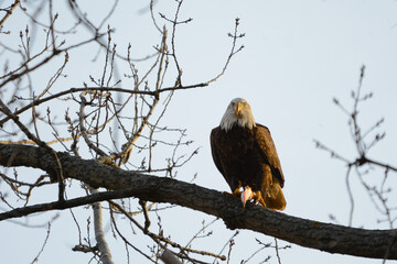 Bald Eagle Stare