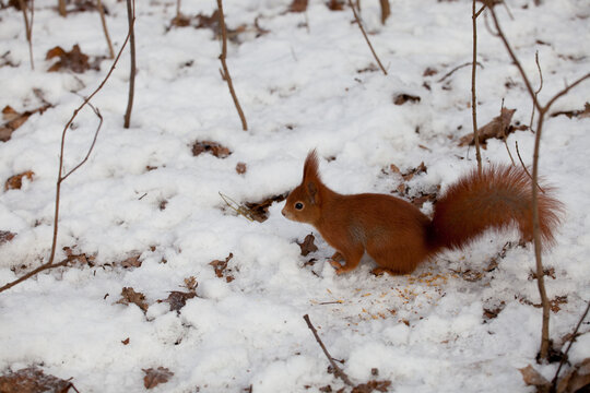 beautiful fluffy red squirrel (Sciurus vulgaris) in winter forest