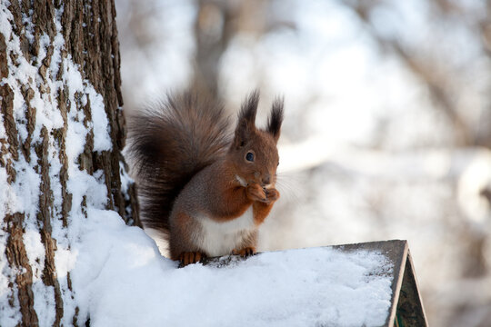 beautiful fluffy red squirrel (Sciurus vulgaris) in winter forest