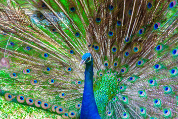Obraz premium Close-up portrait of beautiful green and blue peacock with feathers out
