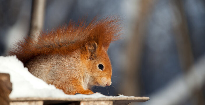 beautiful fluffy red squirrel (Sciurus vulgaris) in winter forest