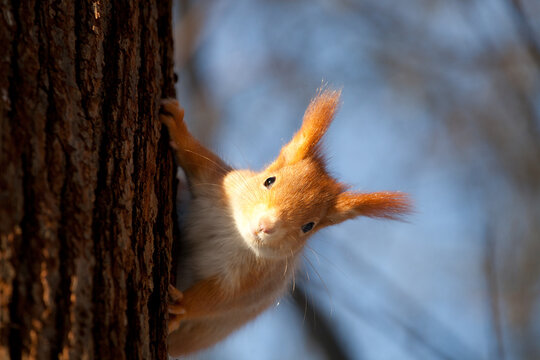 beautiful fluffy red squirrel (Sciurus vulgaris) in winter forest