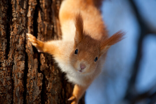 beautiful fluffy red squirrel (Sciurus vulgaris) in winter forest
