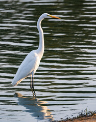 Great Egret on The Lookout For a Meal