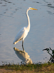 Great Egret on The Lookout For a Meal